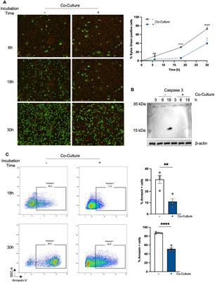 Crosstalk between keratinocytes and neutrophils shapes skin immunity against S. aureus infection